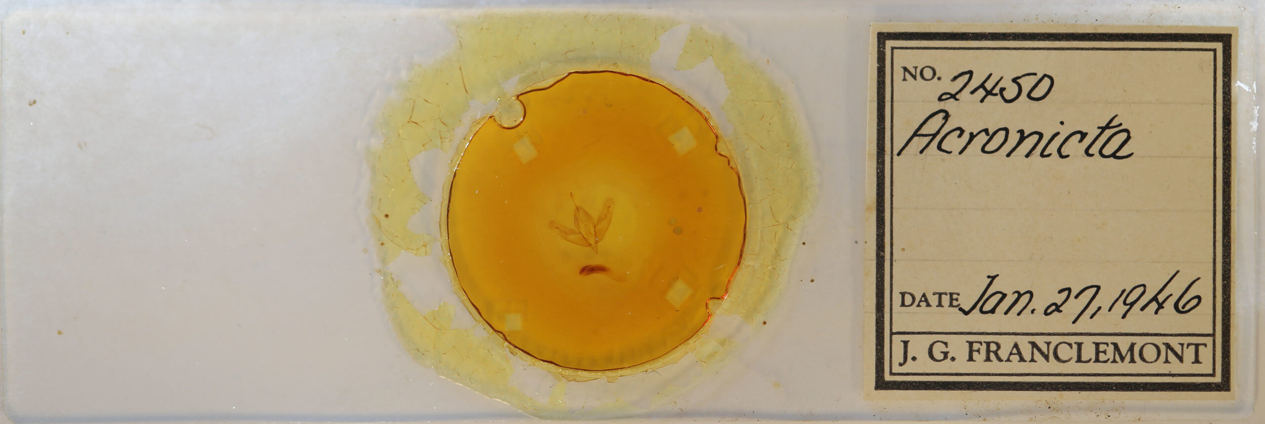 slide view of adult Acronicta increta