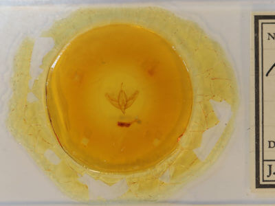 slide view of adult Acronicta increta