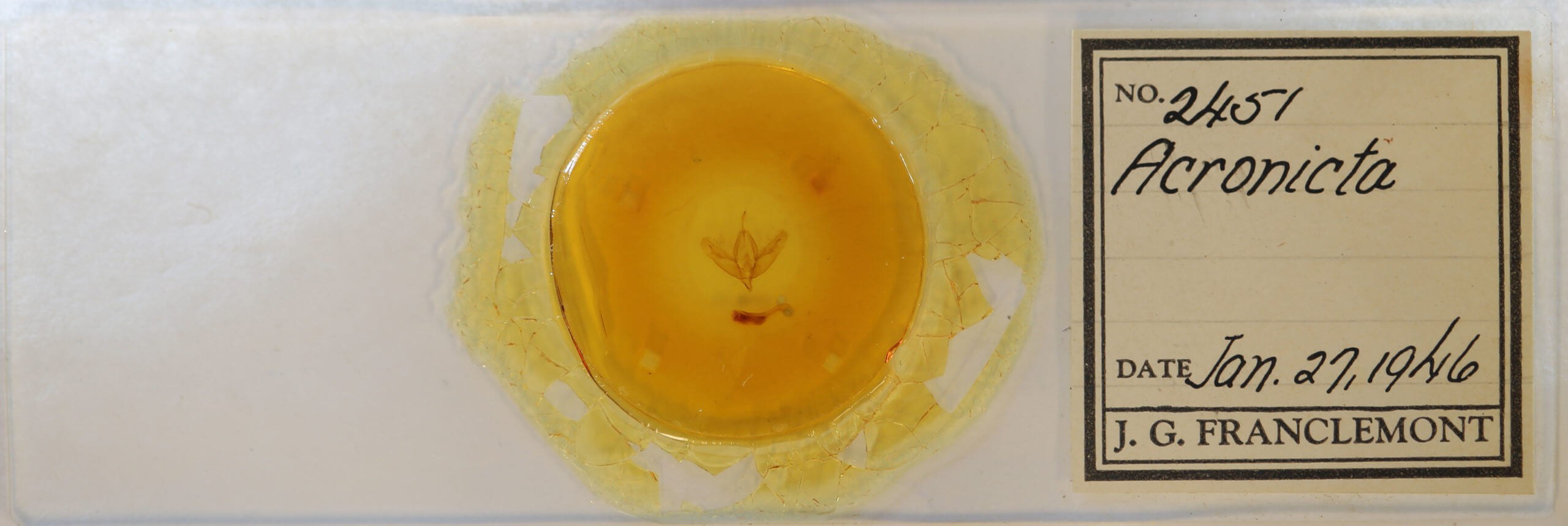 slide view of adult Acronicta increta