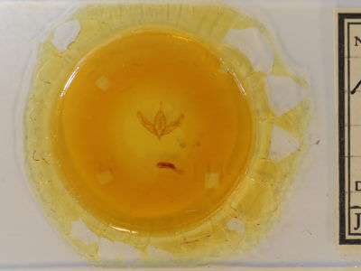 slide view of adult Acronicta increta