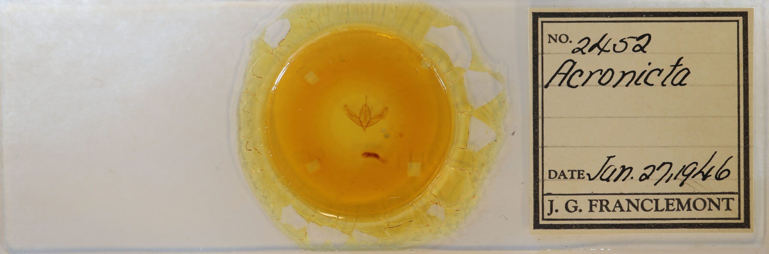 slide view of adult Acronicta increta