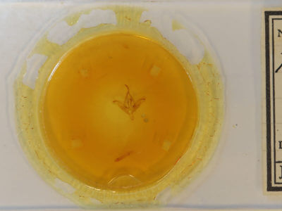 slide view of adult Ptichodis herbarum