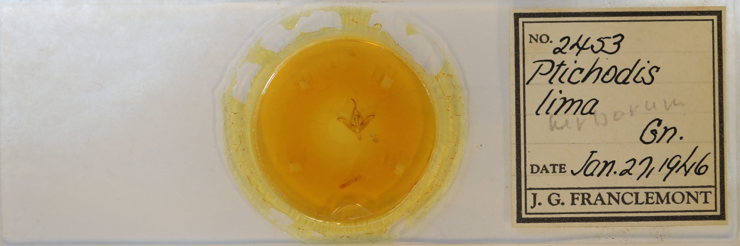 slide view of adult Ptichodis herbarum