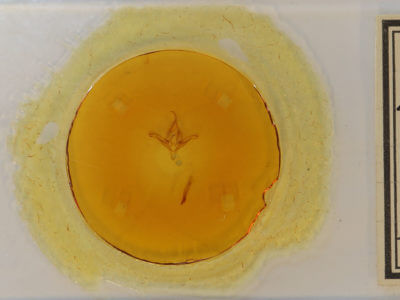 slide view of adult Ptichodis herbarum