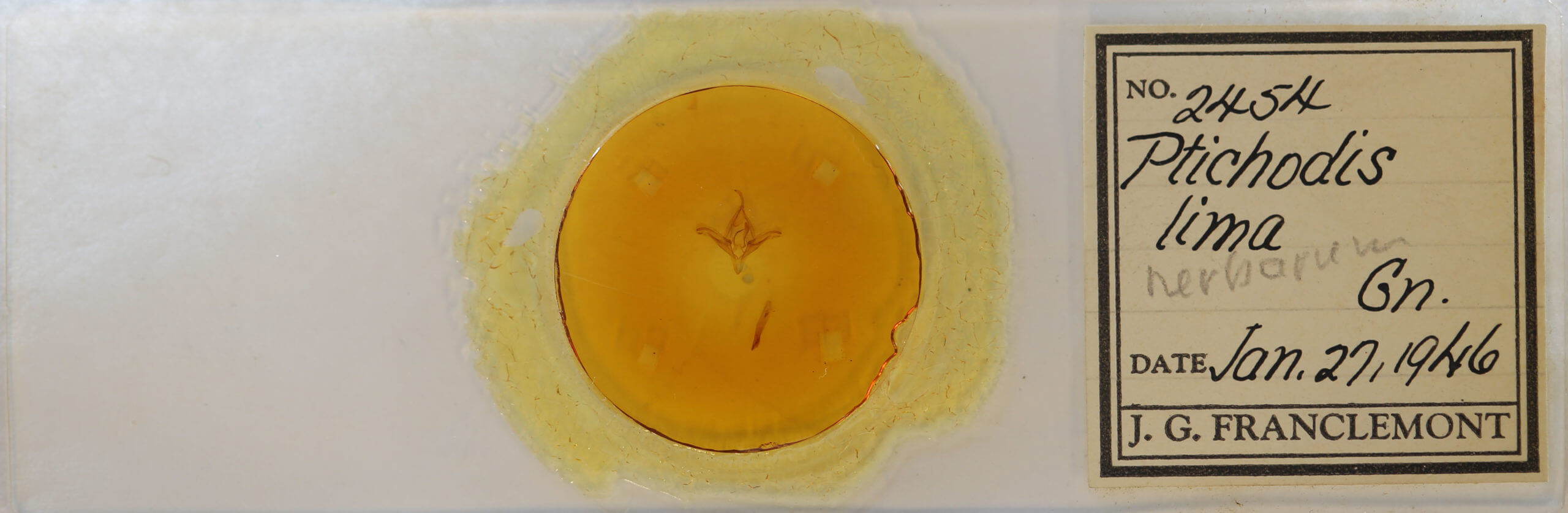 slide view of adult Ptichodis herbarum