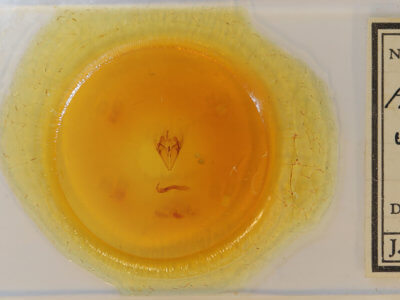 slide view of adult Argyrostrotis sylvarum