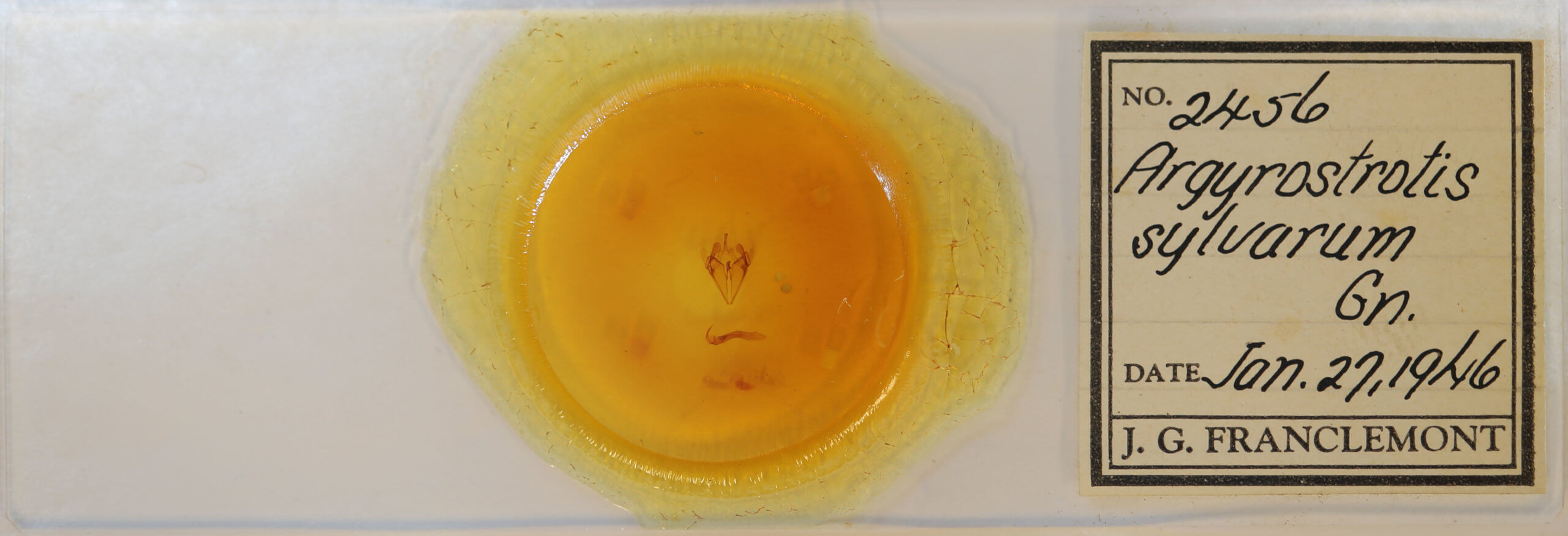 slide view of adult Argyrostrotis sylvarum