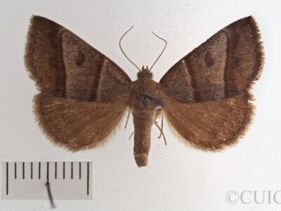 dorsal view of adult Argyrostrotis sylvarum