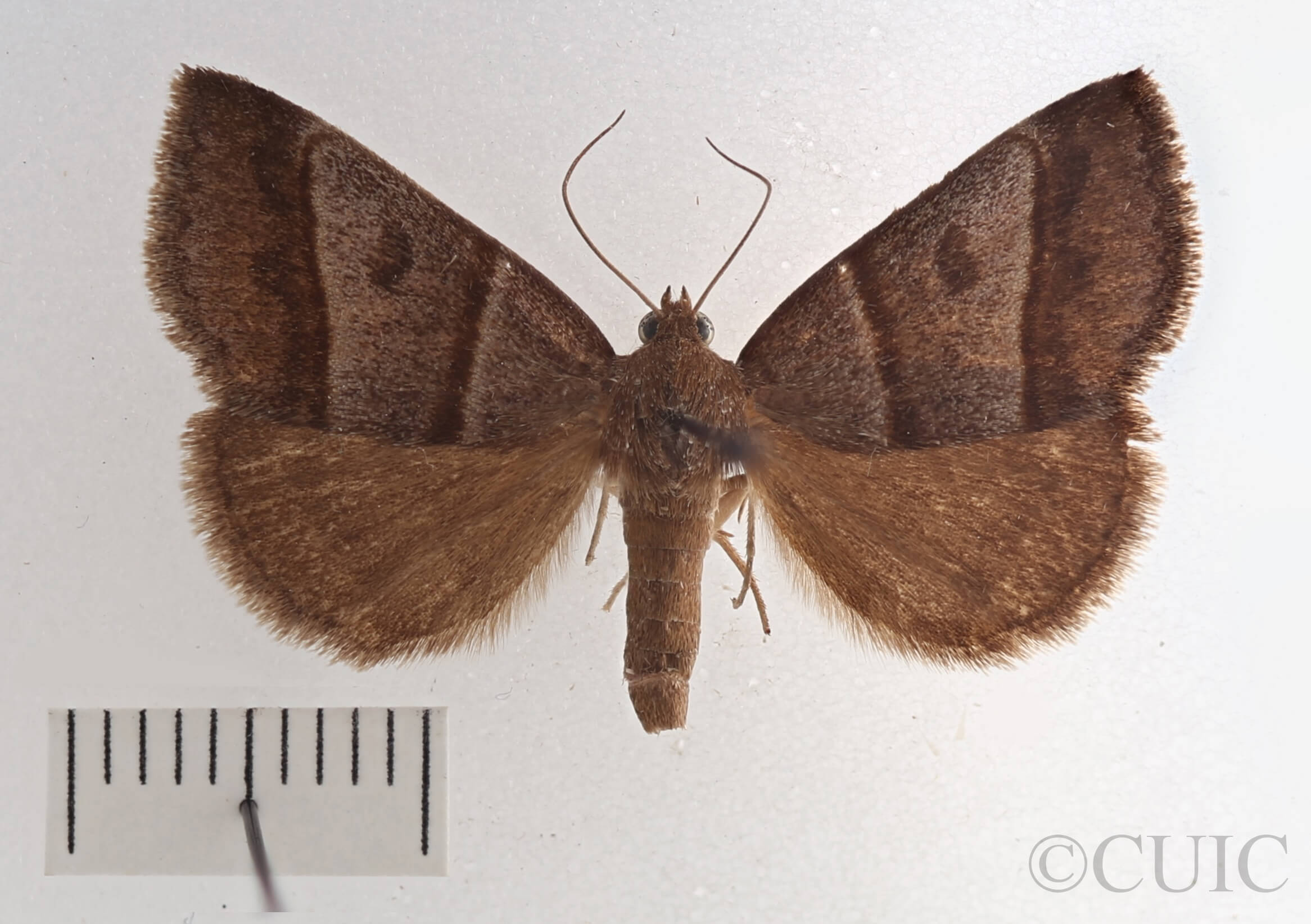 dorsal view of adult Argyrostrotis sylvarum