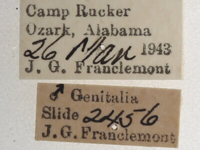 label view of adult Argyrostrotis sylvarum