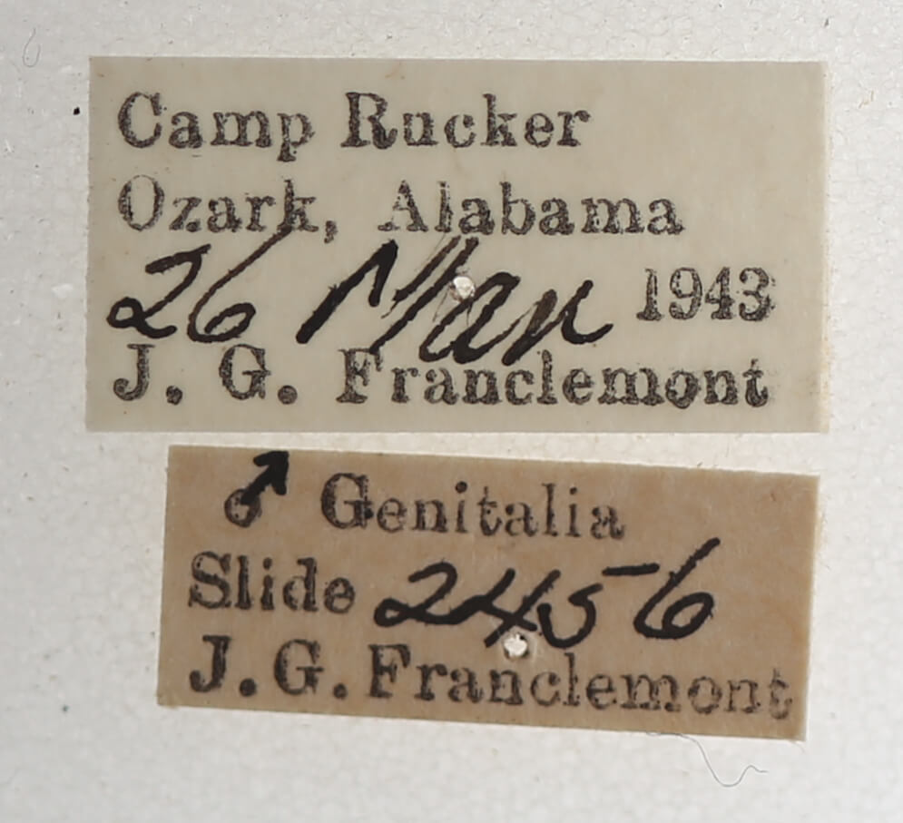 label view of adult Argyrostrotis sylvarum