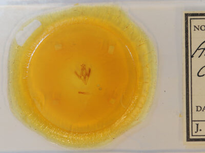 slide view of adult Argyrostrotis flavistriaria