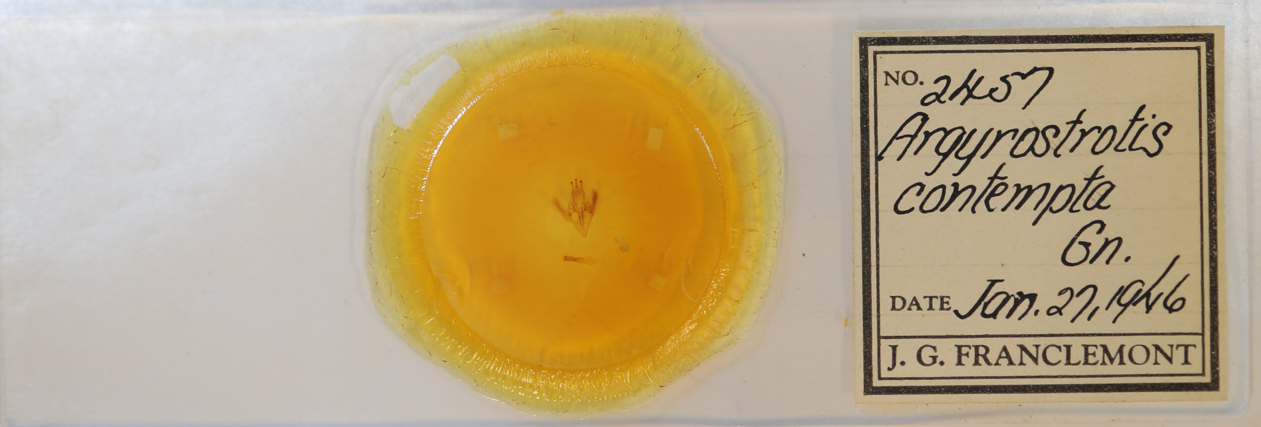 slide view of adult Argyrostrotis flavistriaria