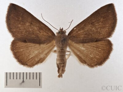 dorsal view of adult Argyrostrotis flavistriaria