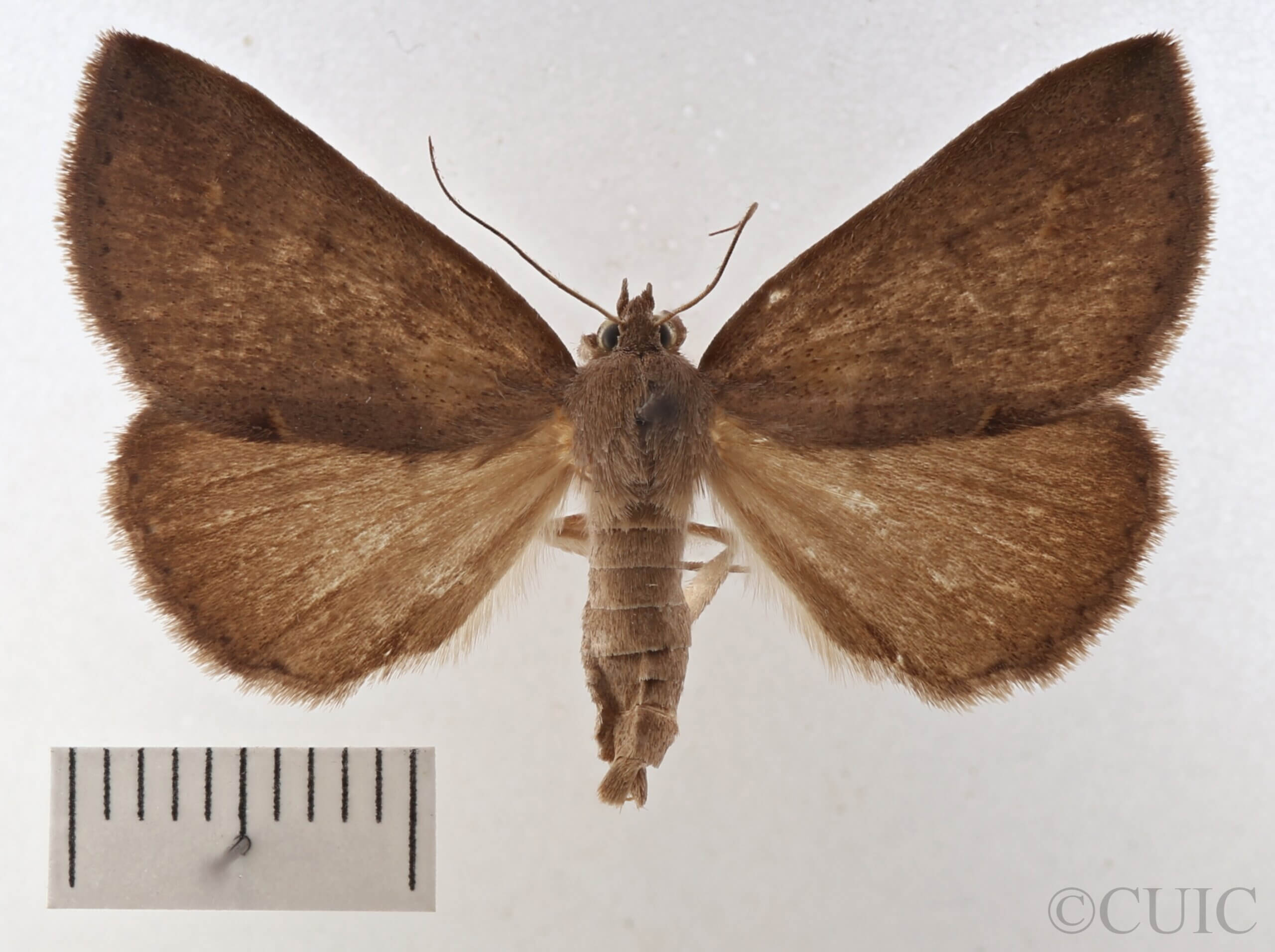 dorsal view of adult Argyrostrotis flavistriaria