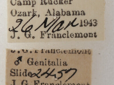 label view of adult Argyrostrotis flavistriaria