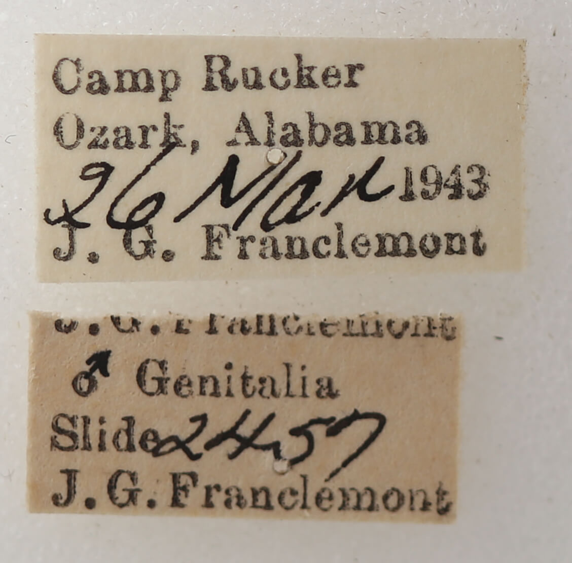 label view of adult Argyrostrotis flavistriaria