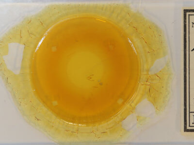 slide view of adult Eublemma minima 