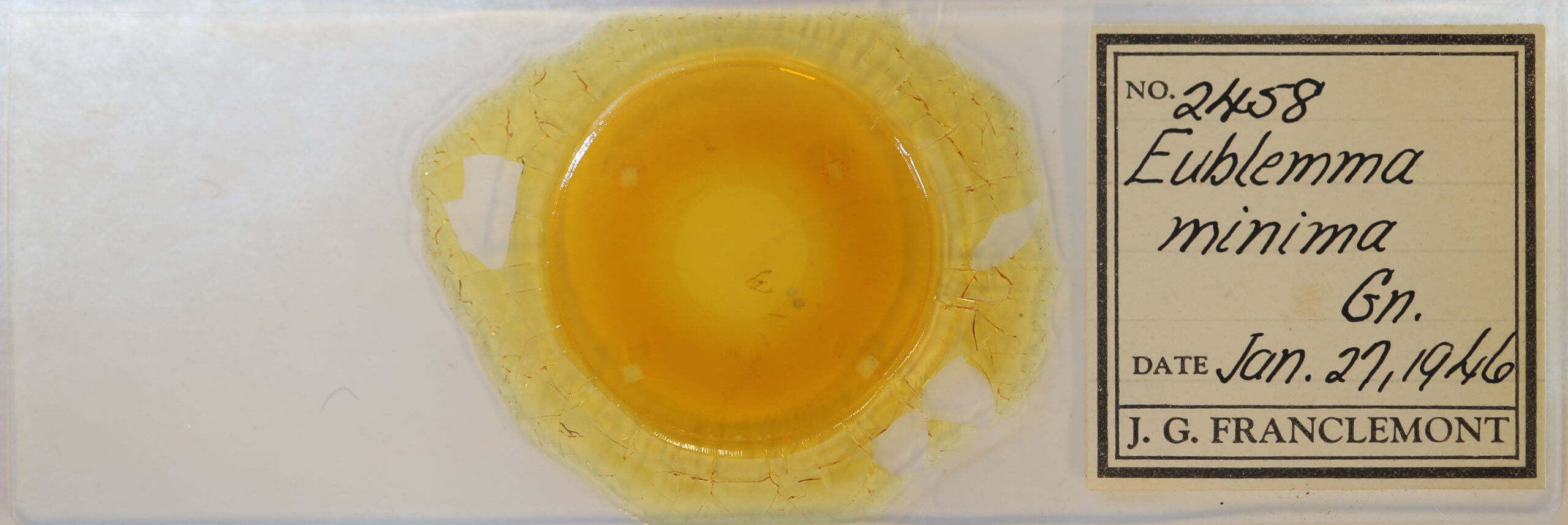 slide view of adult Eublemma minima 