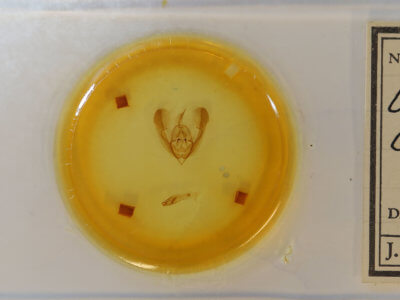 slide view of adult Ulolonche culea