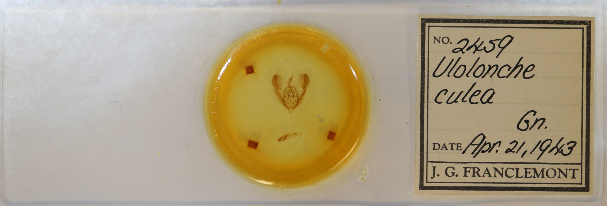 slide view of adult Ulolonche culea