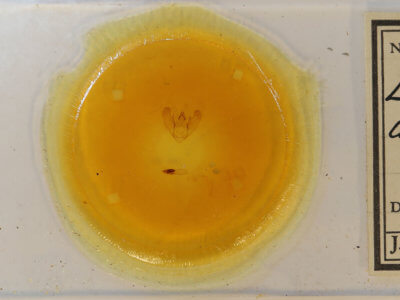 slide view of adult Euchlaena amoenaria