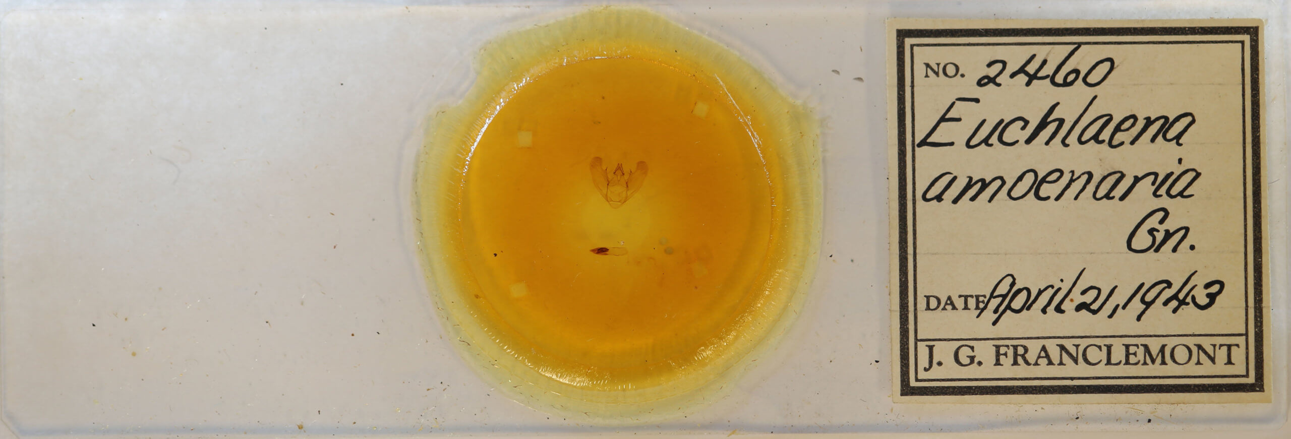 slide view of adult Euchlaena amoenaria