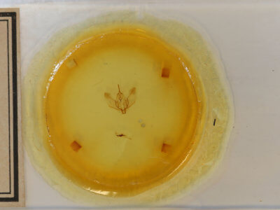 slide view of adult Plagodis fervidaria