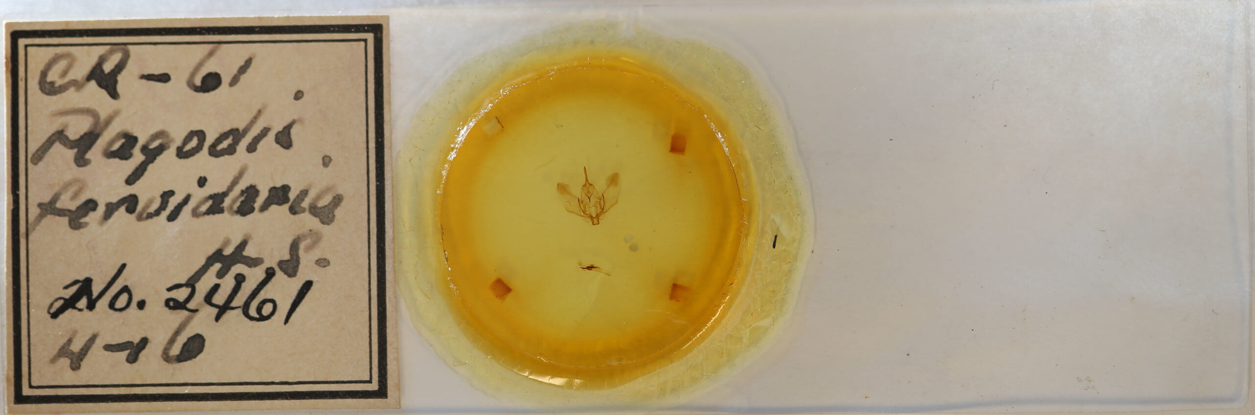 slide view of adult Plagodis fervidaria