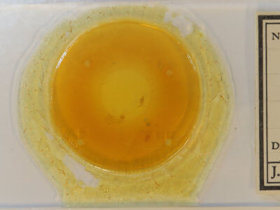 slide view of adult Leptostales pannaria