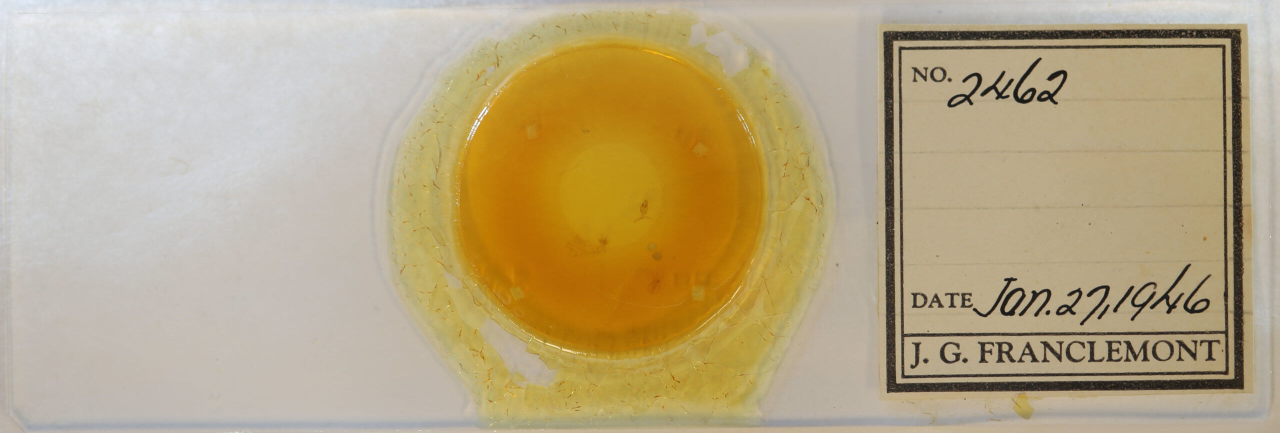 slide view of adult Leptostales pannaria