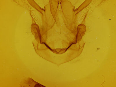 genitalia view of adult Symmerista  albifrons