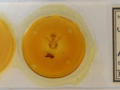 slide view of adult Symmerista  albifrons