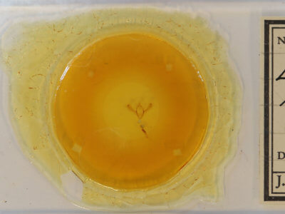 slide view of adult Episemasia solitaria