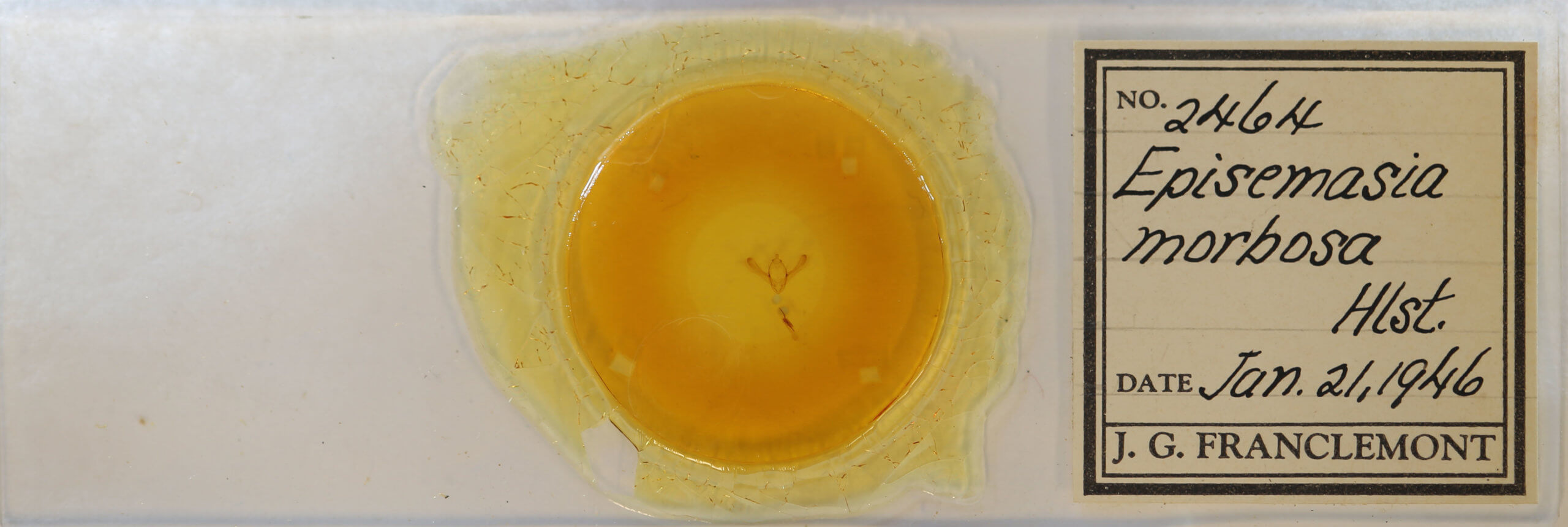 slide view of adult Episemasia solitaria