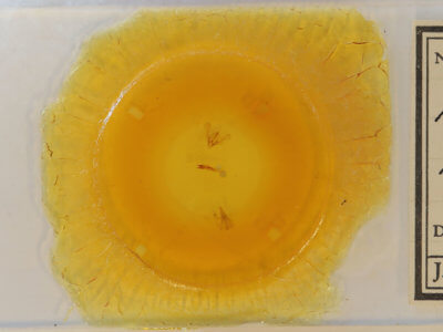 slide view of adult Ponometia parvula