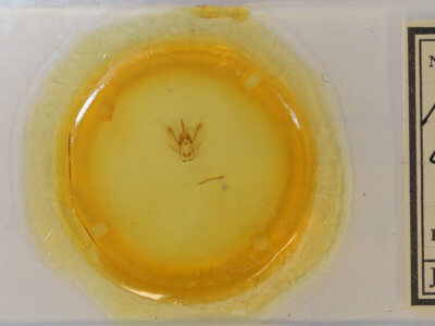 slide view of adult Metarranthis obfirmaria