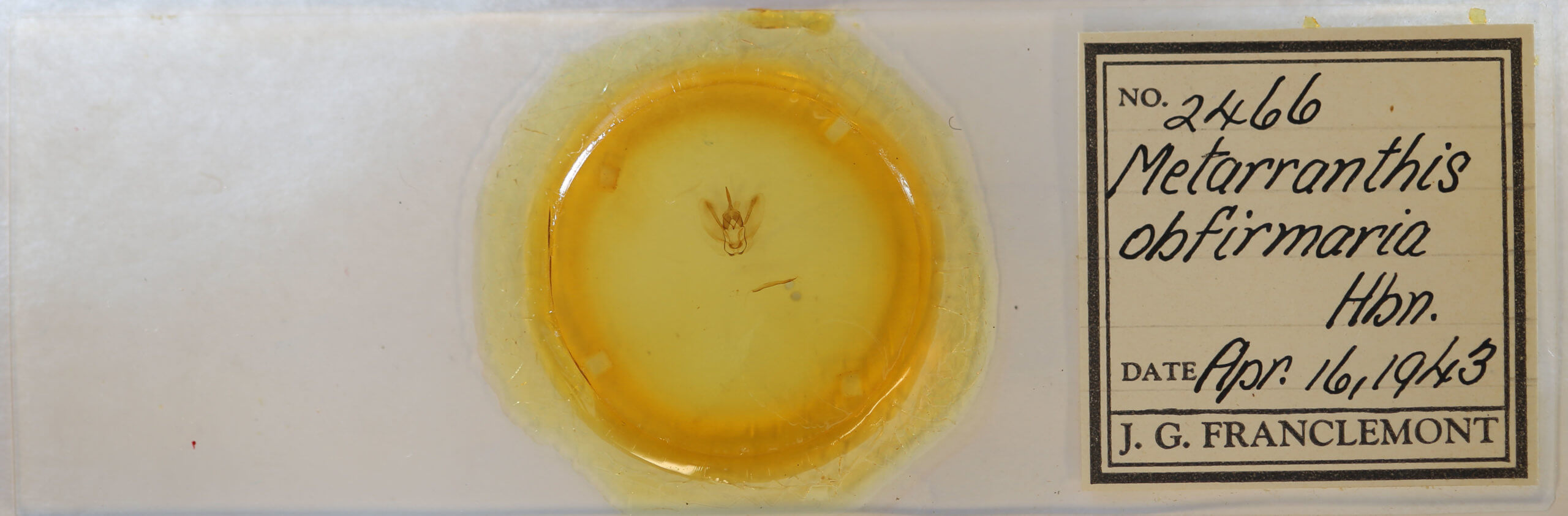 slide view of adult Metarranthis obfirmaria