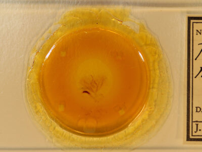 slide view of adult Phosphila  miselioides