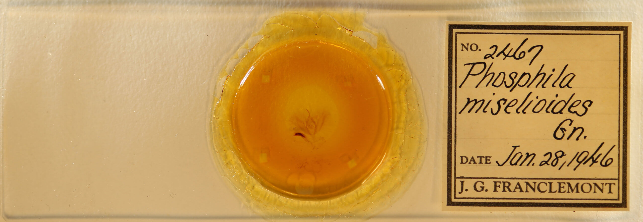 slide view of adult Phosphila  miselioides