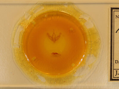 slide view of adult Acronicta increta