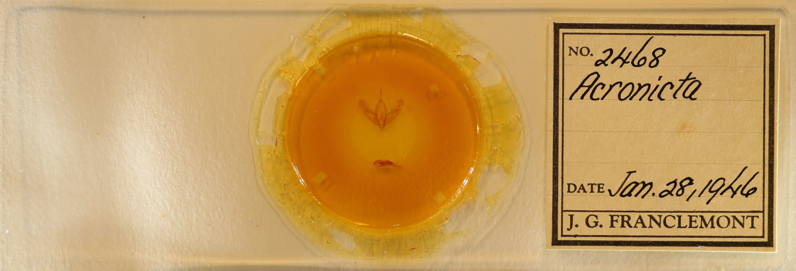 slide view of adult Acronicta increta