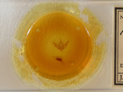 slide view of adult Acronicta increta