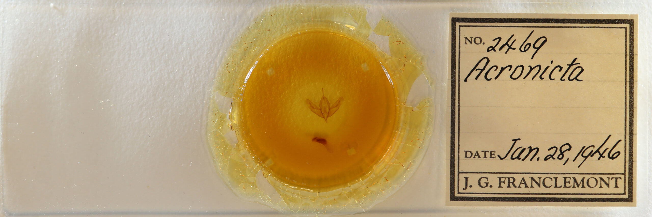 slide view of adult Acronicta increta