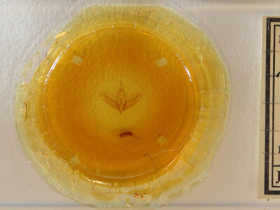 slide view of adult Acronicta increta