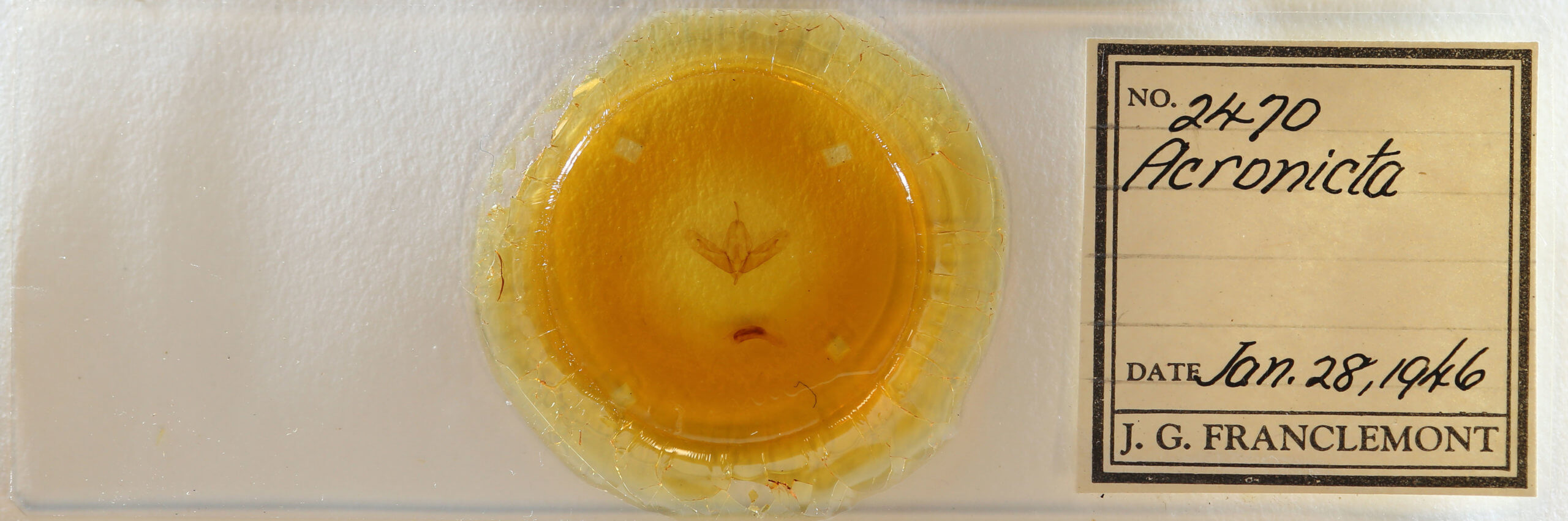 slide view of adult Acronicta increta