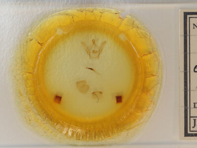 slide view of adult Rifargia subrotata