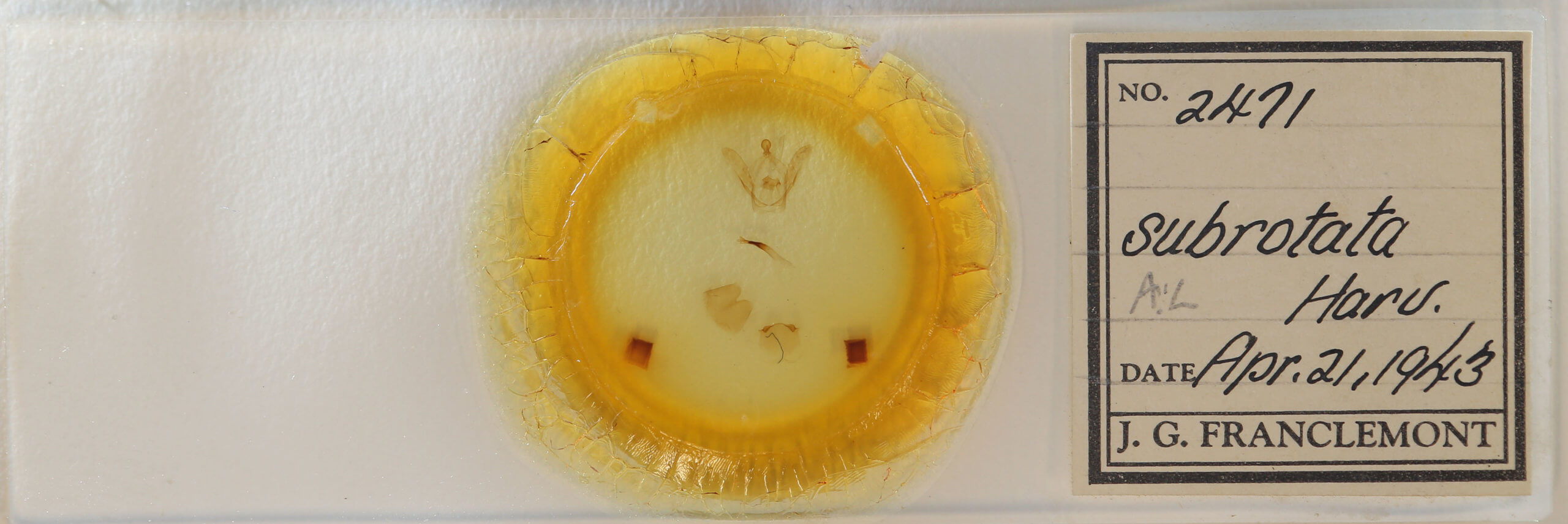 slide view of adult Rifargia subrotata