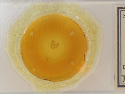 slide view of adult Meganola phylla