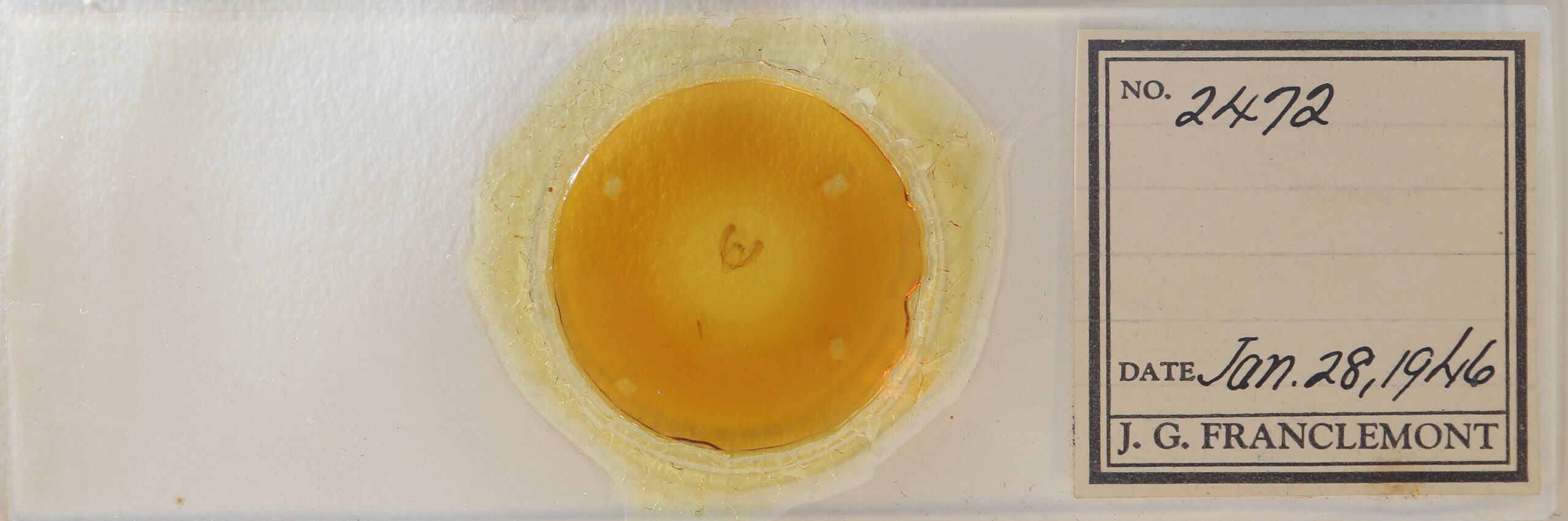 slide view of adult Meganola phylla